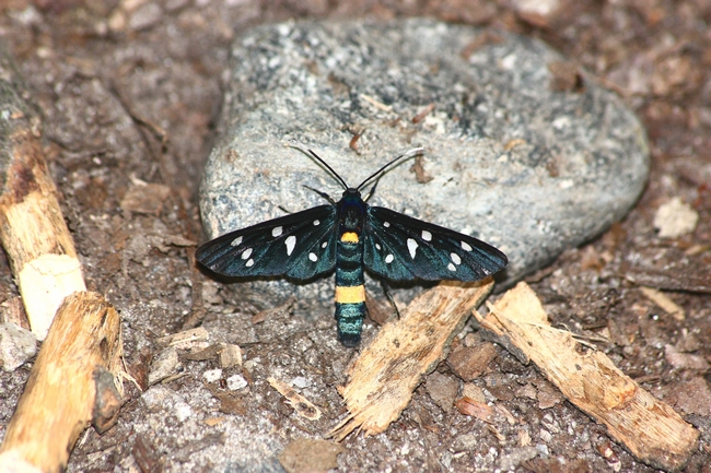 Tutte Amata phegea???